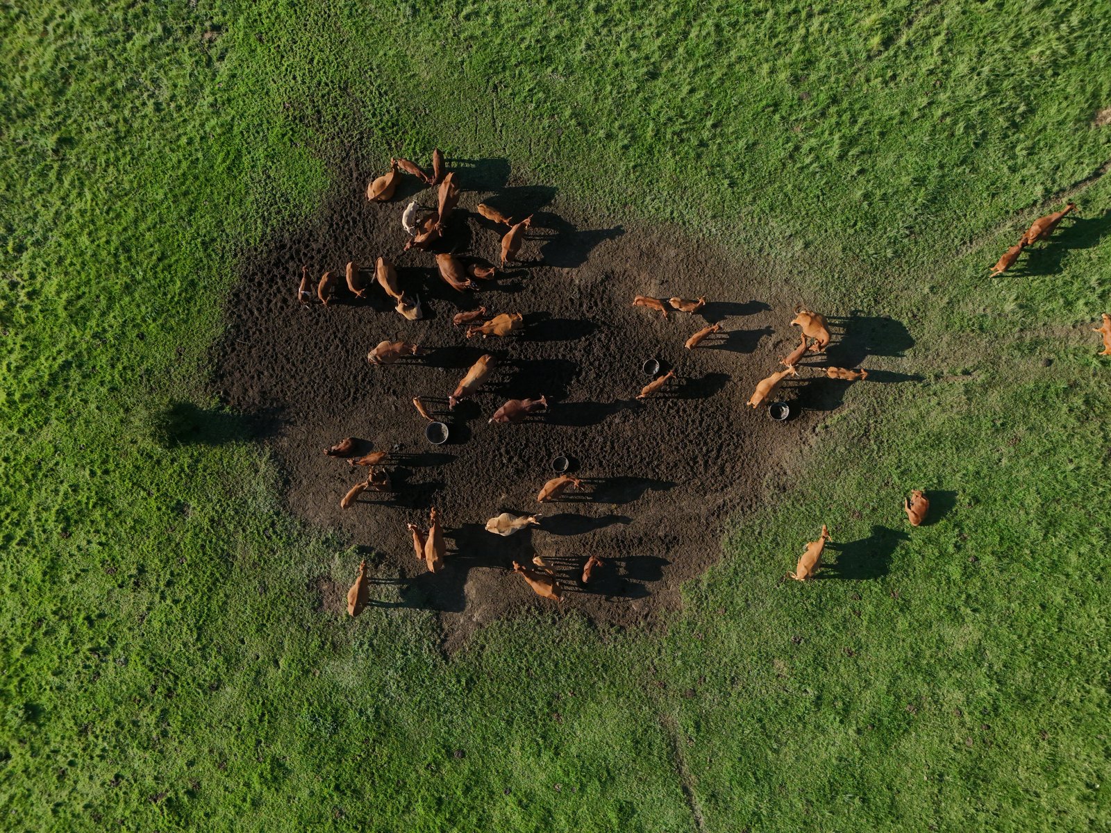 Livestock