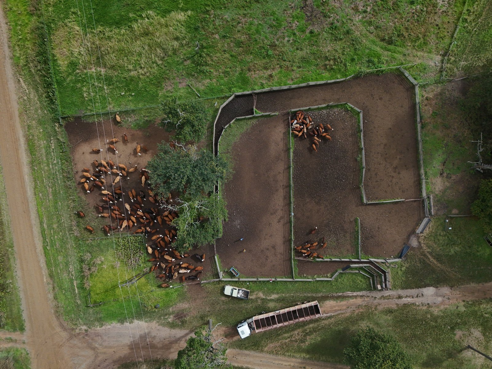 Livestock