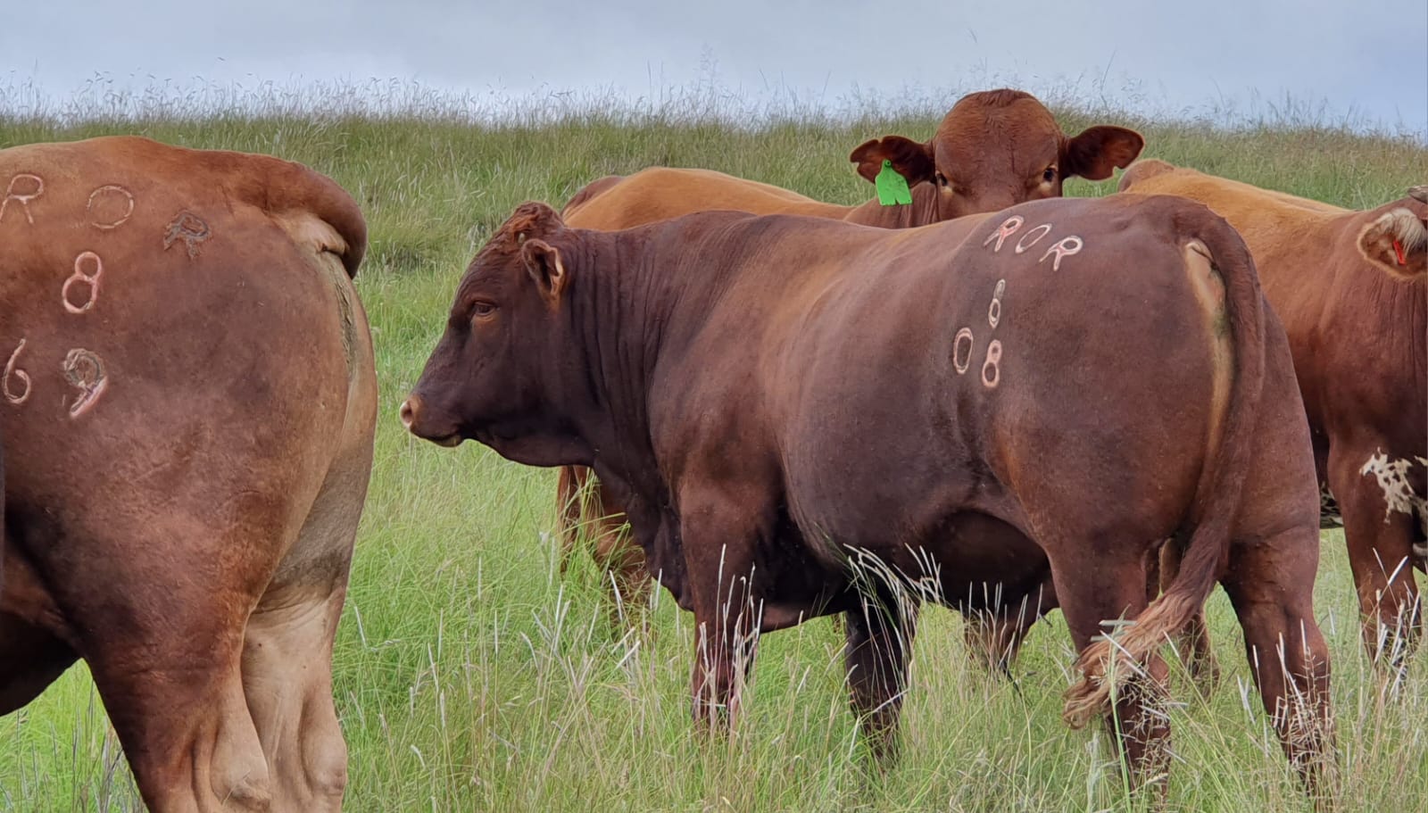 Livestock